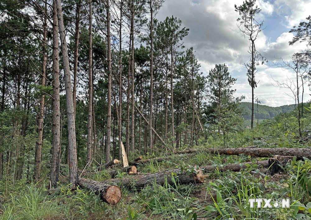 Vừa qua, Hạt Kiểm lâm huyện Lâm Hà (Lâm Đồng) cùng cơ quan chức năng đã hoàn thành việc khám nghiệm hiện trường, kiểm kê thiệt hại vụ triệt hạ rừng thông hàng chục năm tuổi xảy ra tại lô 14, 16 Khoảnh 4, Tiểu khu 264 (địa phận thôn 9, xã Mê Linh), lâm phầ