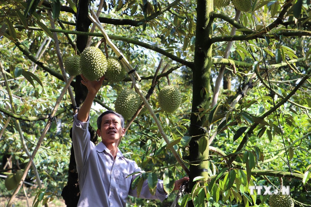 Ông Trần Văn Sống tại xã Ngũ Hiệp, huyện Cai Lậy (Tiền Giang) kiểm tra chất lượng trái sầu riêng. Ảnh: Minh Trí - TTXVN