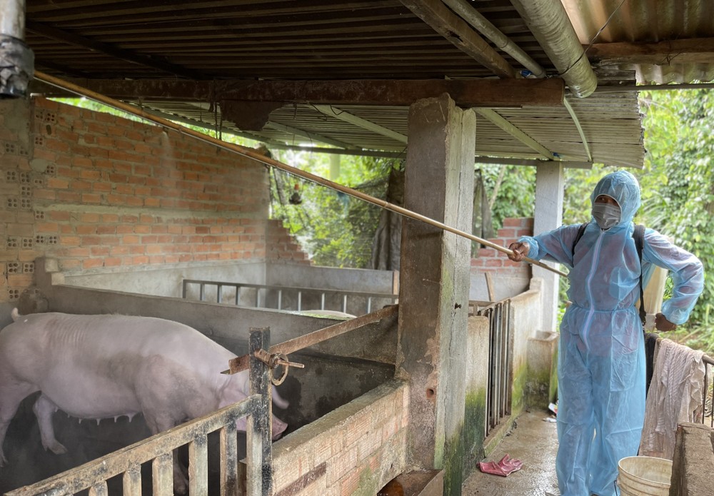 Tiến hành phun tiêu độc khử trùng khu vực chăn nuôi của các hộ dân trên địa bàn huyện Cư Kuin (Đắk Lắk). Ảnh: baodaklak.vn