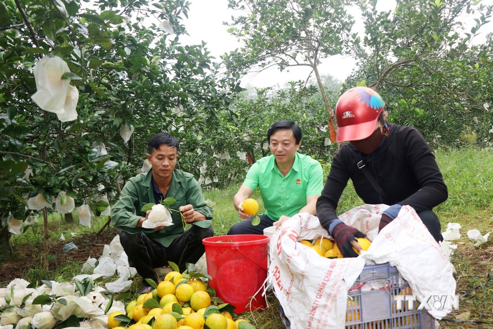 Với chất lượng vượt trội, cam đặc sản Khe Mây ở huyện Hương Khê, tỉnh Hà Tĩnh đã giúp bà con nông dân nơi đây có thu nhập ổn định. Ảnh: baohatinh.vn