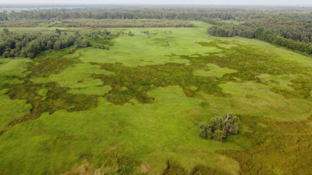 Cánh đồng cỏ năng và rừng tràm tại Vườn quốc gia Tràm Chim của tỉnh Đồng Tháp. Ảnh: Nhựt An - TTXVN