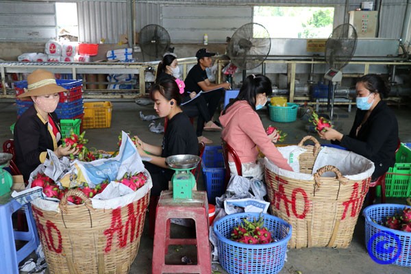 Thu mua thanh long ở huyện Chợ Gạo, vùng chuyên canh trồng thanh long lớn nhất tỉnh Tiền Giang. Nguồn ảnh minh họa: tiengiang.gov.vn