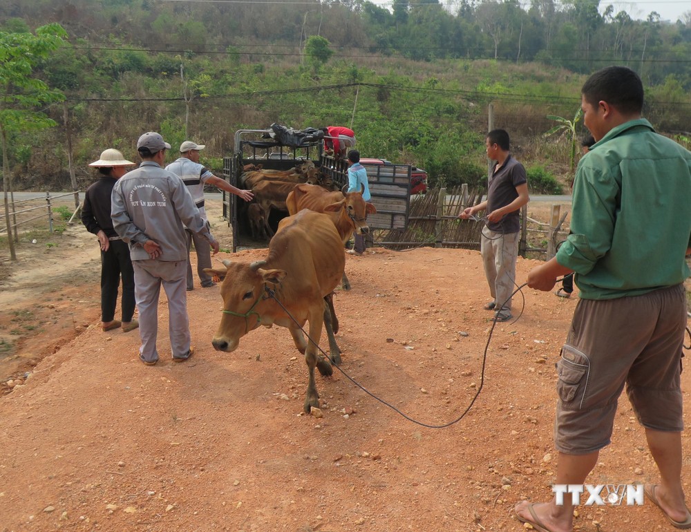 Người dân nghèo tại xã Ia Dom, huyện vùng biên Ia H’Drai (Kon Tum) nhận bò hỗ trợ. Ảnh: Dư Toán – TTXVN