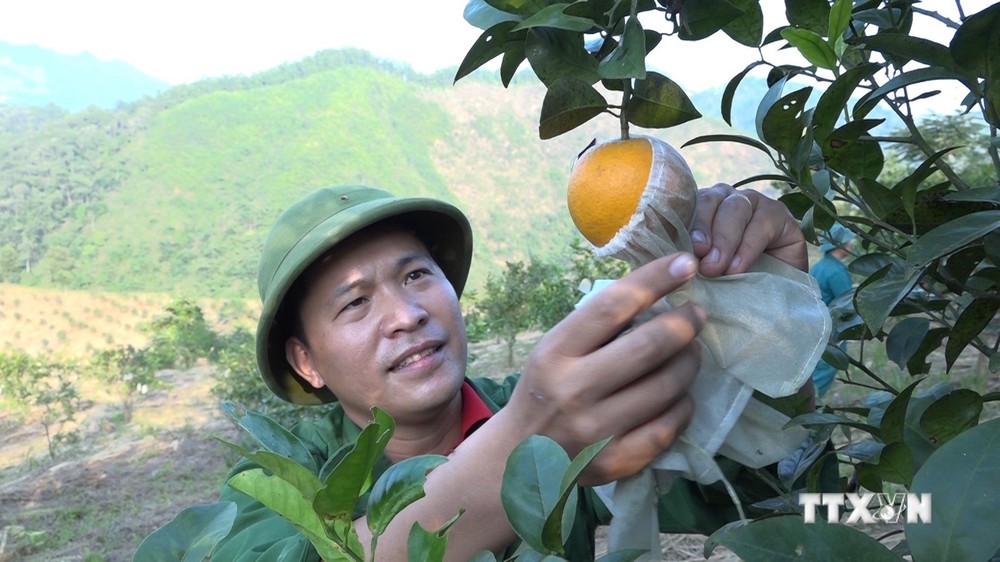 Sản phẩm cam tại trang trại của Kỹ sư nông nghiệp Nông Kim Ngọc ở xã Xuân Long, huyện Yên Bình (Yên Bái) được nhiều khách hàng ưa chuộng sử dụng. Ảnh: Việt Dũng - TTXVN
