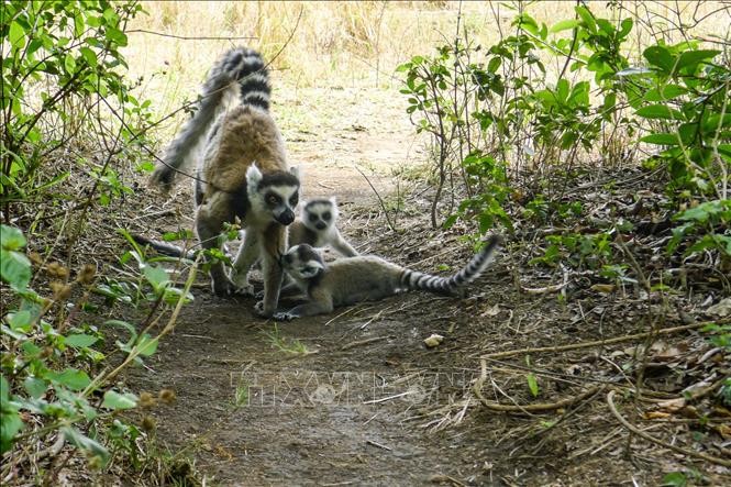 Vượn cáo tại Công viên quốc gia Isalo ở khu vực Ihorombe, Madagascar ngày 5/11/2016. Ảnh: AFP/TTXVN