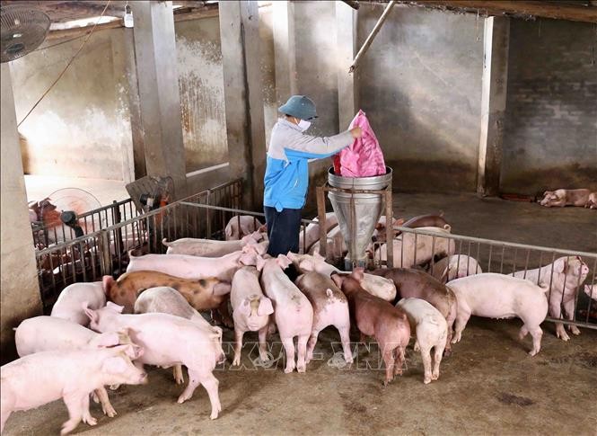 Hộ chăn nuôi lợn Trần Văn Tư, thôn Vàng, thị trấn Bích Động, huyện Việt Yên đầu tư hơn 300 triệu đồng nuôi 30 con lợn nái, đến nay đã cho sinh sản và phát triển tốt, dự kiến từ nay đến cuối năm cung cấp cho thị trường khoảng hơn 30 tấn thịt lợn đảm bảo ch