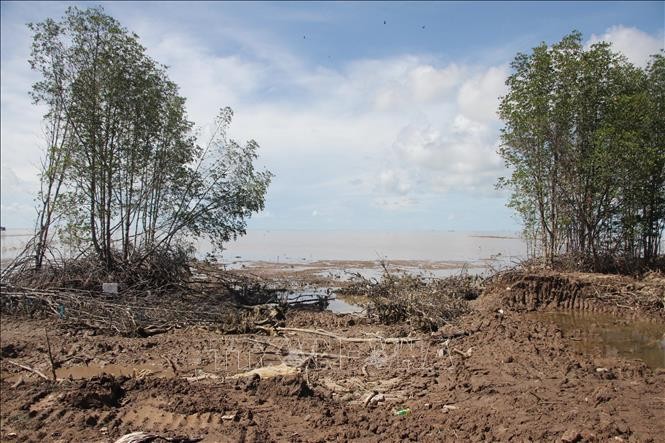 Một đoạn rừng phòng hộ Vĩnh Châu bị sóng biển làm hư hại. Ảnh: Chanh Đa-TTXVN