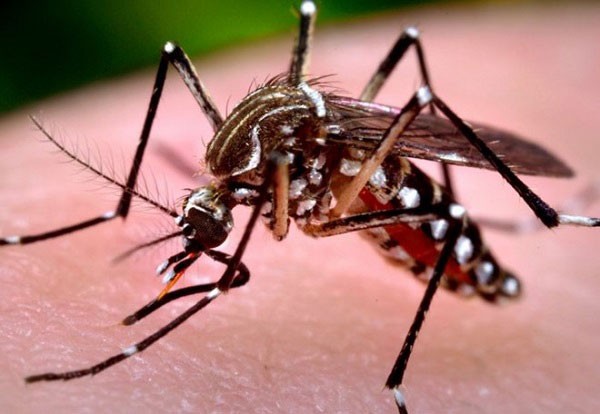 Muỗi vằn Aedes là trung gian truyền bệnh.