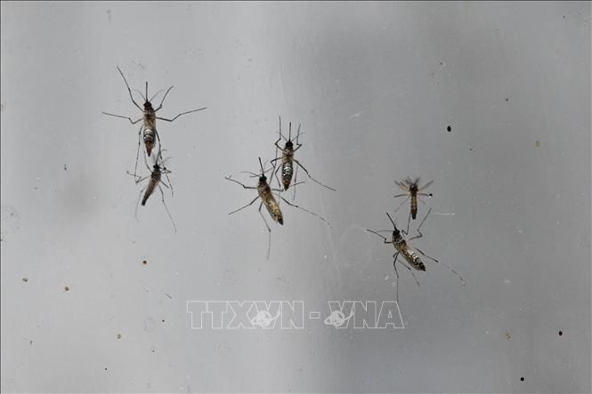 Phát hiện mới về hệ miễn dịch của loài muỗi giúp chống bệnh sốt rét ​
