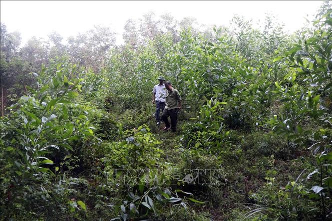 Cán bộ Ban quản lý rừng phòng hộ Hương Thủy kiểm tra diện tích đất rừng bị người dân xâm lấn tại tiểu khu 165, xã Dương Hòa. Ảnh: Đỗ Trưởng-TTXVN