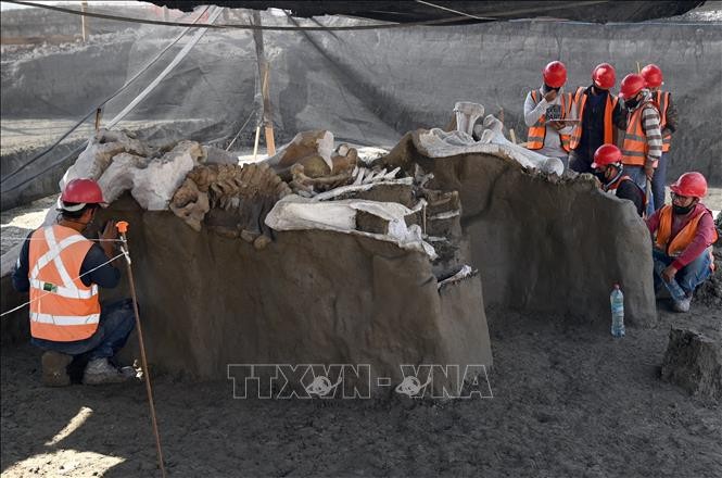 Các nhà khảo cổ bảo quản xương voi ma mút được phát hiện tại Zumpango, Mexico, ngày 8/9/2020. Ảnh: AFP/TTXVN