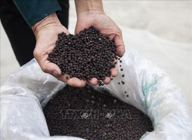 Sản phẩm hồ tiêu an toàn, chất lượng cao của Hợp tác xã Dịch vụ Nông dân trồng tiêu Hòa Phú được sản xuất theo tiêu chuẩn GlobalGAP. Ảnh: Hồng Đạt - TTXVN