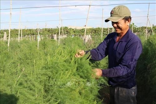 Nông dân xã Xuân Hải (Ninh Hải, Ninh Thuận) trồng măng tây xanh cho hiệu quả kinh tế cao. Ảnh: Nguyễn Thành – TTXVN