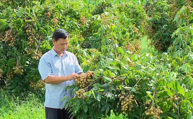 Cây nhãn trồng trên đất dốc cũng mang lại hiệu quả kinh tế cao và là một trong những mặt hàng nông sản xuất khẩu của tỉnh Sơn La. Ảnh: Nguyễn Cường/TTXVN