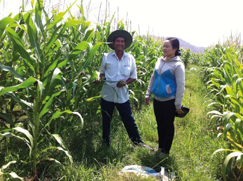 Những ruộng bắp xanh tốt nhờ chuyển đổi sản xuất phù hợp ở xã Thuận Hòa, huyện Hàm Thuận Bắc. Ảnh: baobinhthuan.com.vn