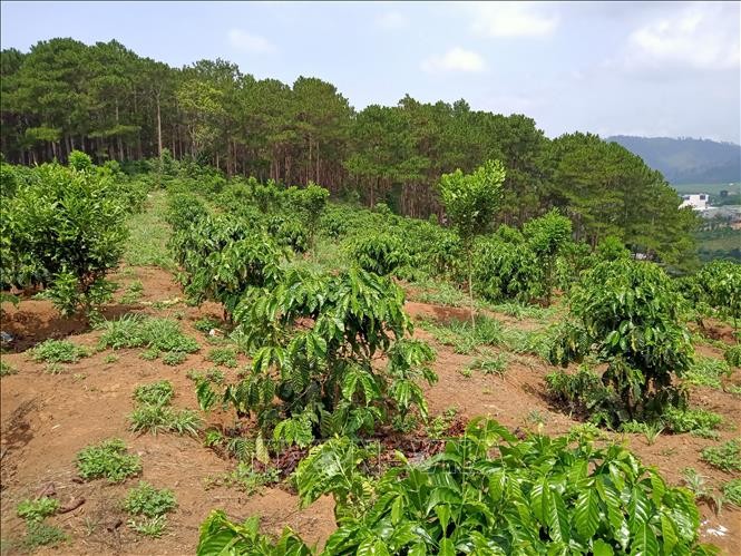 Lâm Đồng buộc một đối tượng phá rừng phải trồng lại hơn 1,4 ha rừng