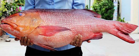 Cảnh báo sau vụ 10 người nhập viện nghi ngộ độc do ăn cá hồng ở Bình Thuận