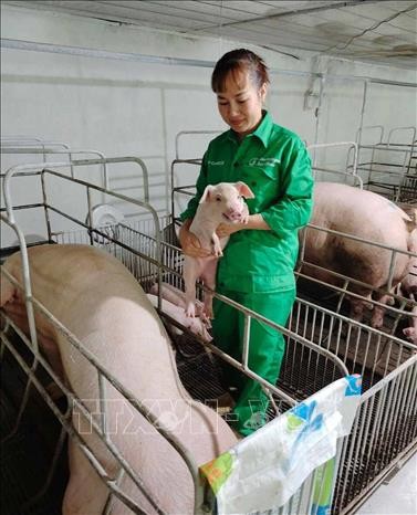Trang trại chăn nuôi theo mô hình VietGap của chị Nguyễn Thị Thúy, mỗi năm bán ra thị trường hơn 1.000 con lợn thịt và hơn 400 con lợn giống. Ảnh: Nguyễn Thảo – TTXVN