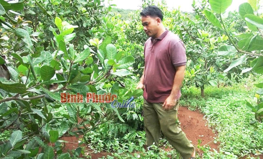Trưởng thôn Điểu Dũng chăm sóc cây trong vườn. Ảnh: baobinhphuoc.com.vn