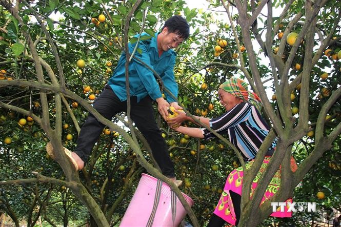 Nông dân thu hoạch cam lòng vàng ở xã Vĩnh Phúc, huyện Bắc Quang (Hà Giang). Ảnh: TTXVN phát