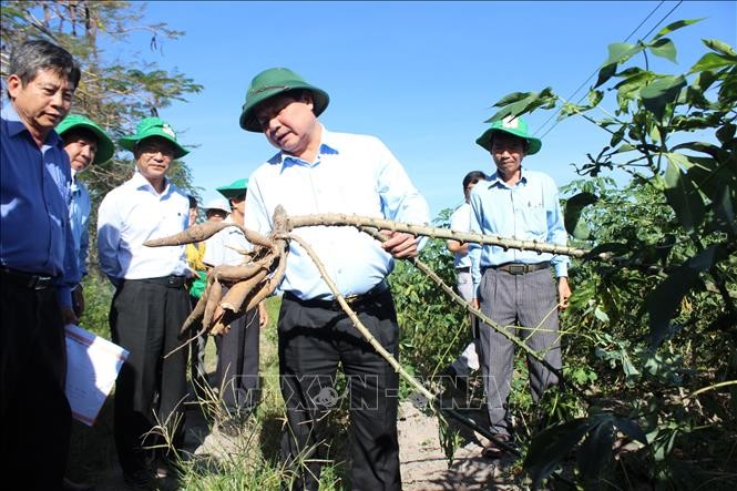 Giống sắn mới HN3 trồng thử nghiệm tại xã Tân Hội, huyện Tân Châu, tỉnh Tây Ninh có năng suất cao, kháng được bệnh khảm lá. Ảnh: Lê Đức Hoảnh-TTXVN