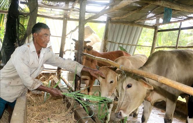 Ông Kim Mực, xã Đông Bình (thị xã Bình Minh, tỉnh Vĩnh Long) chăm sóc bò từ nguồn vốn vay của địa phương. Ảnh: Lê Thúy Hằng – TTXVN