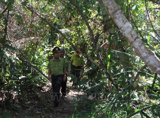 Phú Yên chấn chỉnh bất cập trong công tác quản lý bảo vệ rừng, đất rừng