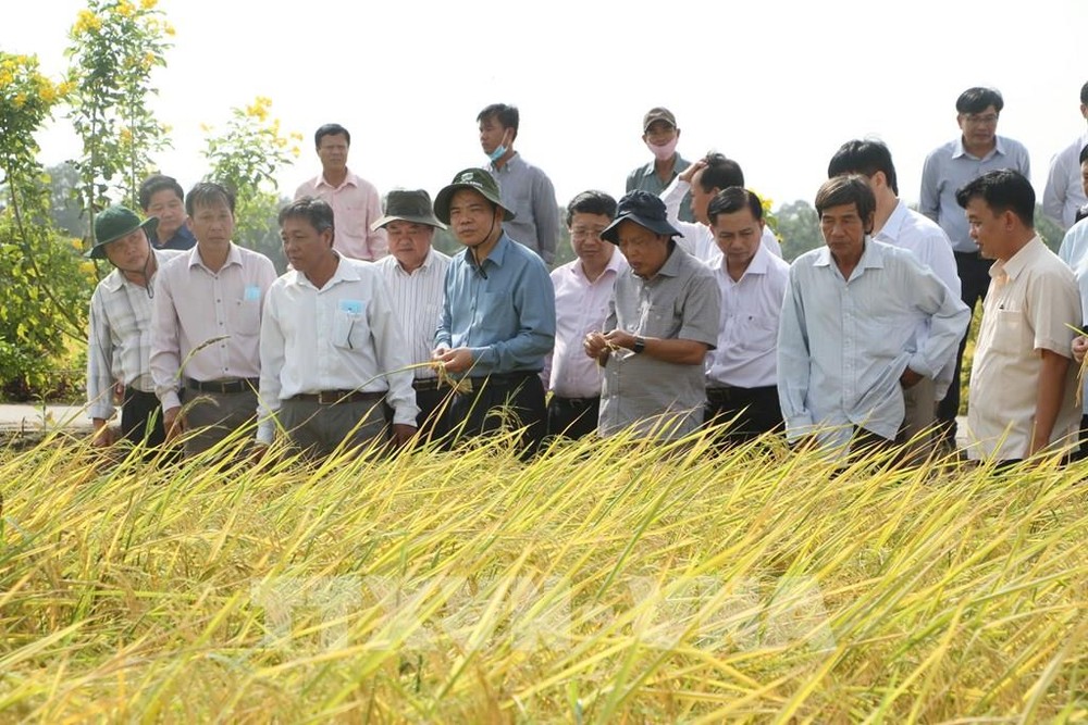Nghiên cứu quy trình để giống gạo ST thành thương hiệu gạo thơm Việt Nam