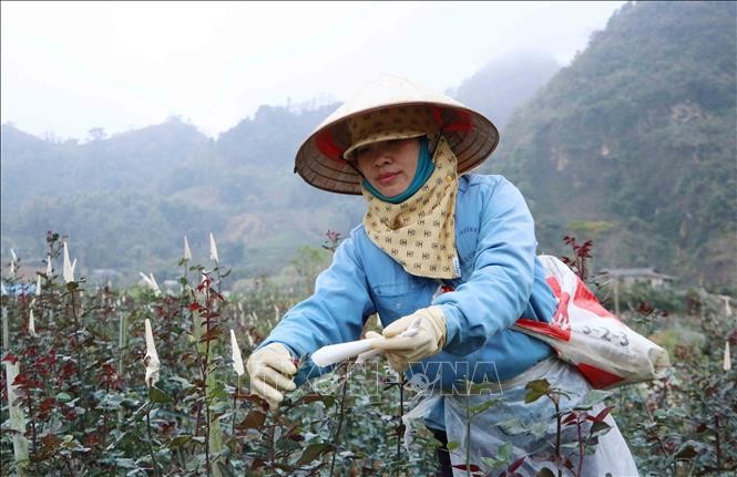 Vùng trồng hoa hồng ở Lai Châu chuẩn bị phục vụ Tết