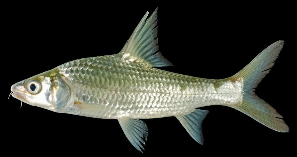 Cá cóc - loài cá có mặt ở lưu vực sông Mekong