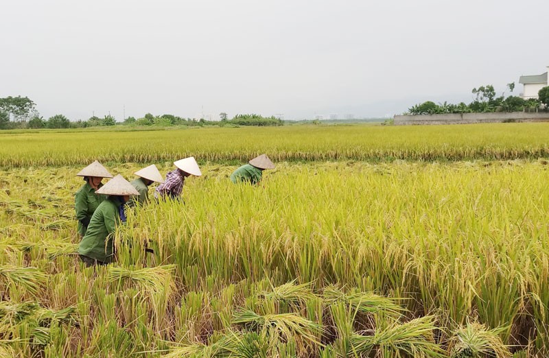 Nông dân xã Dân Chủ (TP Hòa Bình) tập trung thu hoạch lúa mùa để giải phóng đất cho sản xuất vụ sau. Nguồn: baohoabinh.com.vn