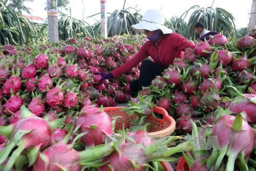 Thanh long đỏ xuất khẩu tại Cửa khẩu Quốc tế Lào Cai. Ảnh: TTXVN