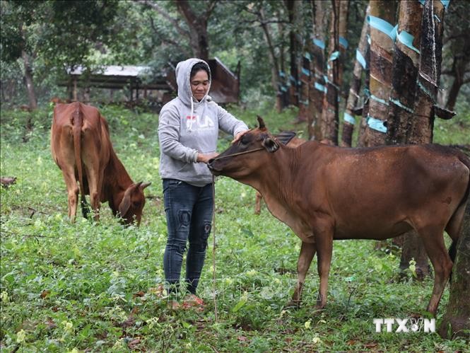 Gia đình chị Điểu Thị Rế (dân tộc S’Tiêng, thôn 9, xã biên giới Đắc Ơ, huyện Bù Gia Mập, tỉnh Bình Phước) đã có đàn bò 7 con từ 1 cặp bò giống được Nhà nước hỗ trợ. Ảnh: Sỹ Tuyên – TTXVN