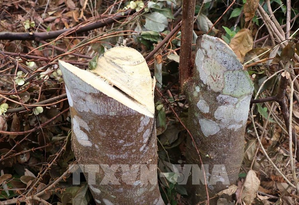 Vết cưa sắc lẹm tại một gốc thân cây gỗ bị triệt hạ gần đây tại rừng tái sinh ở huyện biên giới Nậm Pồ, Điện Biên. Xuân Tiến-TTXVN
