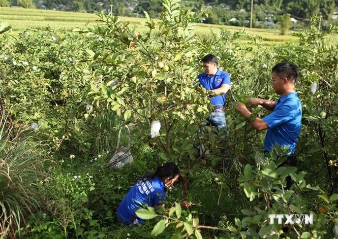 Nhờ tiếp cận nguồn vốn ưu đãi, đoàn viên thanh niên đã mạnh dạn thành lập Hợp tác xã Thanh niên tại xã Hua Nà để chuyển đổi cơ cấu cây trồng tạo bước đột phát làm thay đổi tư duy của người dân về phát triển nông nghiệp đồng thời tạo việc làm ổn định cho n