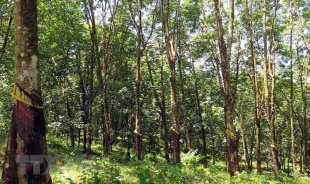 Hàng trăm ha cao su mọc trên đất rừng tại Gia Lai - trách nhiệm thuộc về ai?