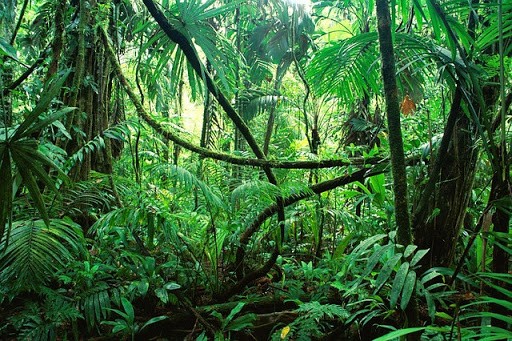 "Sức mạnh" đặc biệt của rừng mưa ở châu Phi
