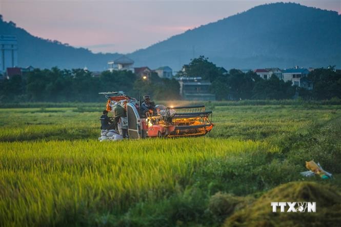 Thu hoạch lúa vụ xuân 2021 tại xã Nhuận Trạch - Huyện Lương Sơn. Ảnh: Trọng Đạt-TTXVN