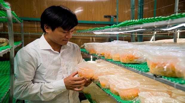 Anh Nguyễn Văn Tuấn làm giàu từ mô hình sản xuất nấm Đông trùng hạ thảo quy mô công nghiệp