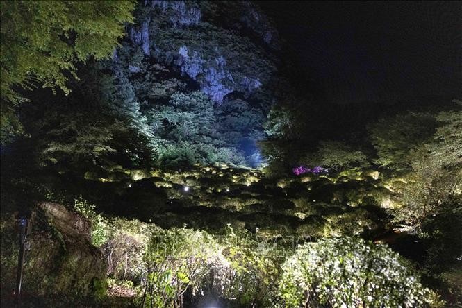 Độc đáo triển lãm trình diễn ánh sáng về chủ đề núi rừng tại Nhật Bản