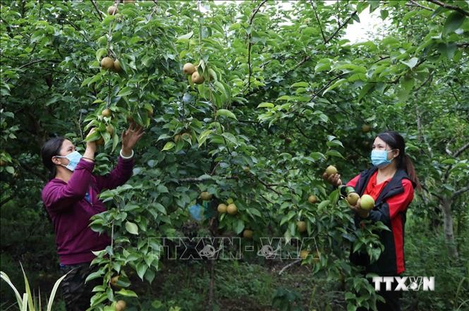 Hội viên Phụ nữ huyện Phong Thổ (Lai Châu) trồng cây lê mang lại thu nhập ổn định cho hộ gia đình. Ảnh: Đinh Thùy - TTXVN
