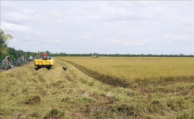 Thu hoạch lúa Hè Thu năm 2021 ở huyện Thanh Bình. Ảnh: Nguyễn Văn Trí – TTXVN
