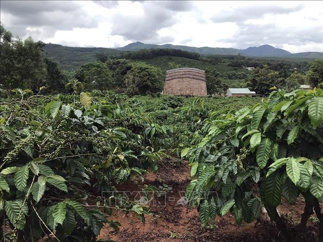 Hộ dân nghèo tại xã Đăk Hring đã có nguồn thu nhập bền vững nhờ vào trồng cây cà phê bằng nguồn vốn vay từ Dự án. Ảnh: Khoa Chương – TTXVN