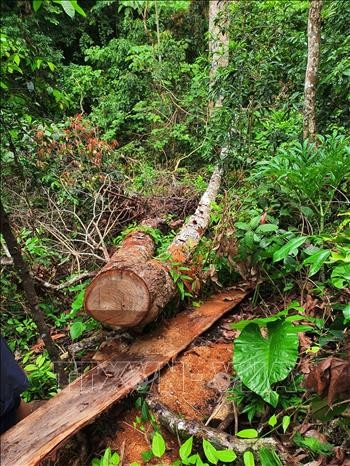 Khởi tố bị can, bắt tạm giam 5 đối tượng trong vụ phá rừng lớn nhất ở Hà Giang
