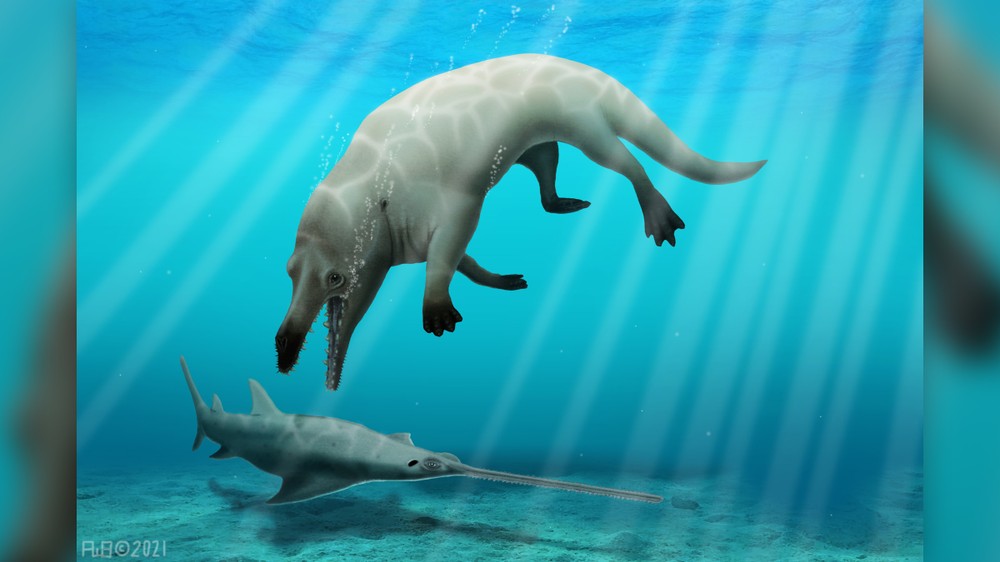 Hình ảnh minh họa về loài cá voi lưỡng cư Phiomicetus Anubis sống cách đây hơn 43 triệu năm. Ảnh: livescience.com