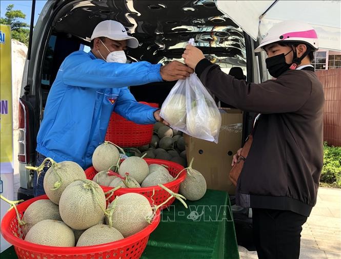 Dịch COVID-19: Hỗ trợ tiêu thụ dưa lưới cho nông dân Quảng Ngãi