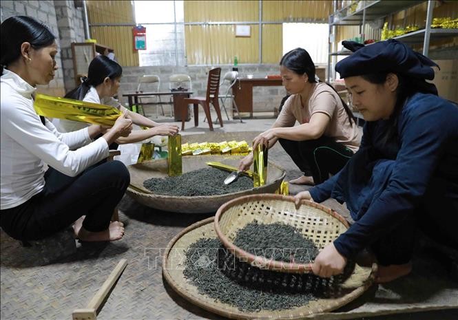 Hợp tác xã Hồng Hà, xã Bằng Phúc, huyện Chợ Đồn (Bắc Kạn) có hơn 15ha sản xuất chè Shan tuyết theo hướng hữu cơ, sản phẩm chè Shan tuyết của HTX được tiêu thụ tại các tỉnh phía Bắc và năm 2019 sản phẩm đạt chất lượng sản phẩm nông nghiệp “OCOP” 3 sao. Ảnh