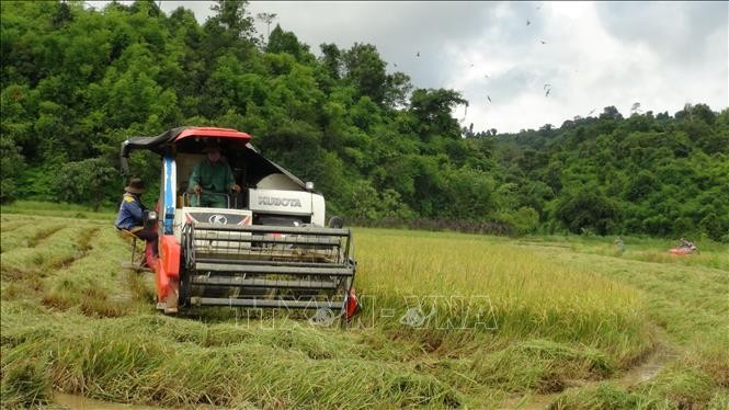 Hoạt động thu hoạch lúa tại xã Đăng Hà, huyện Bù Đăng. Ảnh: K GỬIH -TTXVN