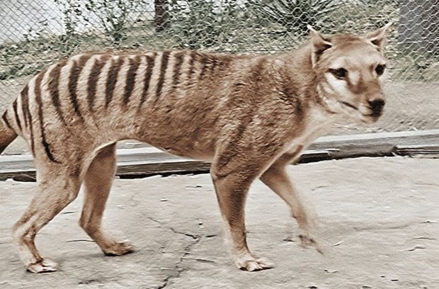 “Hồi sinh” loài hổ Tasmania qua những thước phim màu