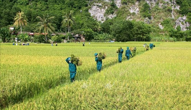 Dịch COVID-19: Thanh Hóa bao tiêu nông sản giúp nông dân yên tâm sản xuất